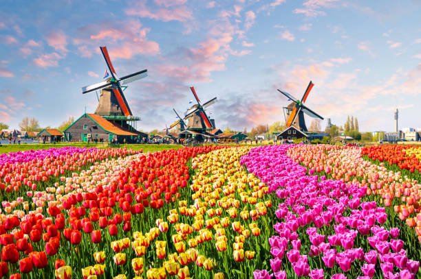 Traditional dutch windmills and houses near the canal in Zaanstad village, Zaanse Schans, Netherlands, Europe